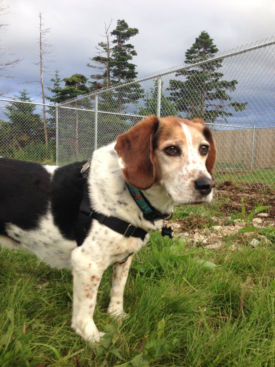 building4bgles's tweet photo. Max has been busy inspecting the outdoor work happening at the new @BeaglePaws shelter. He asks his beagle friends to donate their treat money this week to help complete our new shelter. Will you visit his fundraising page:  https://t.co/rTxr3cNmtJ https://t.co/6p4cOwwTH7