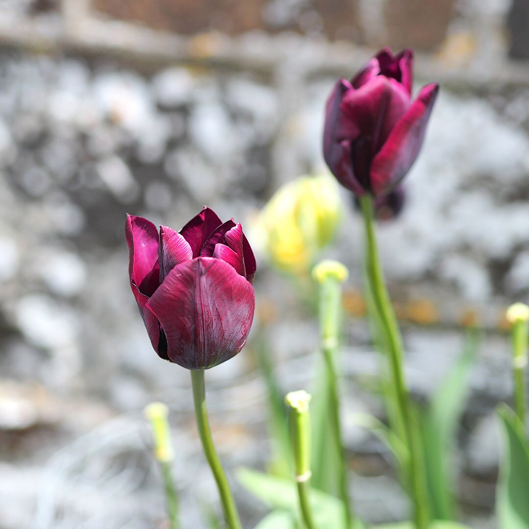 Devonshire Magazine tweet media