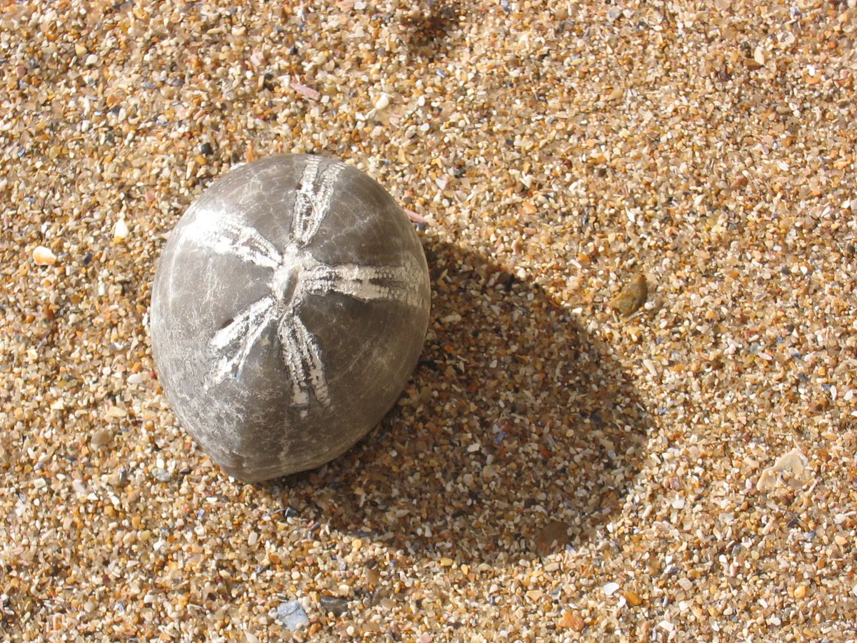 People in northeast Suffolk would place fossilized sea urchins (known as ‘fairy loaves’) as charms by the hearth hoping that the bread would take the fossil’s loaf-like shape. Families who kept fossilized urchins in their houses would never to be without bread <a href="/FolkloreThurs/">Folklore Thursday</a>