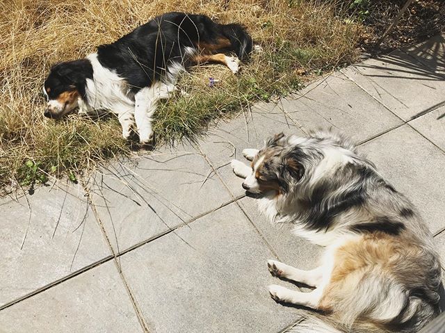 MrsGreenbird's tweet photo. Dogweather. 🐶 ☀️ 🥵
#hot #reallyhot #sunisshining #dayoff #doglife #musicianlife #cantmove #wontmove #sweat #couplegoals #aussie #australianshepherd #aussienotdoingthings #water #needwater #hot #imentionedthatbefore #singersongwriter #country #folk #… https://t.co/dH06JQYaF7 https://t.co/7xfMNwzdE4