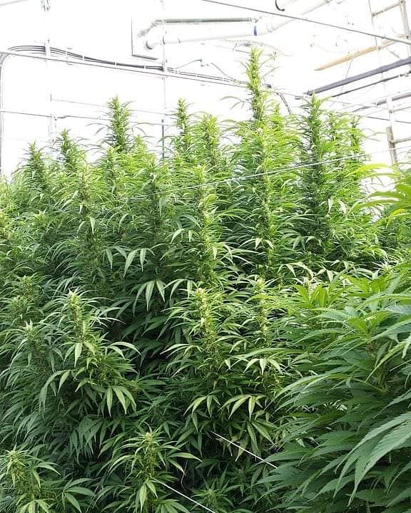seed_market's tweet photo. #weed #cannabis #cannabiscommunity #weedporn #marijuana #thc #weedstagram #cbd #stoner #kush #cannabisculture #ganja #maryjane #smoke #hightimes #highlife #dank #indica #life #high #sativa #smokeweedeveryday #dabs #highsociety #medicalmarijuana #stoned #hemp #smokeweed #bud https://t.co/2FJUe9LysK