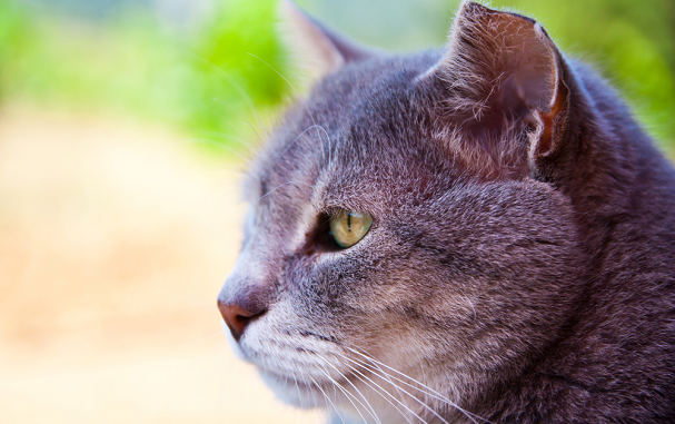 Senior Pet Health Checks at Vet4life

To pick up potential problems early in the course of the disease, we recommend #dogs should have the senior pet health check from 5 years, and #cats from 7 years.

vet4life.co.uk/senior-pet-hea…