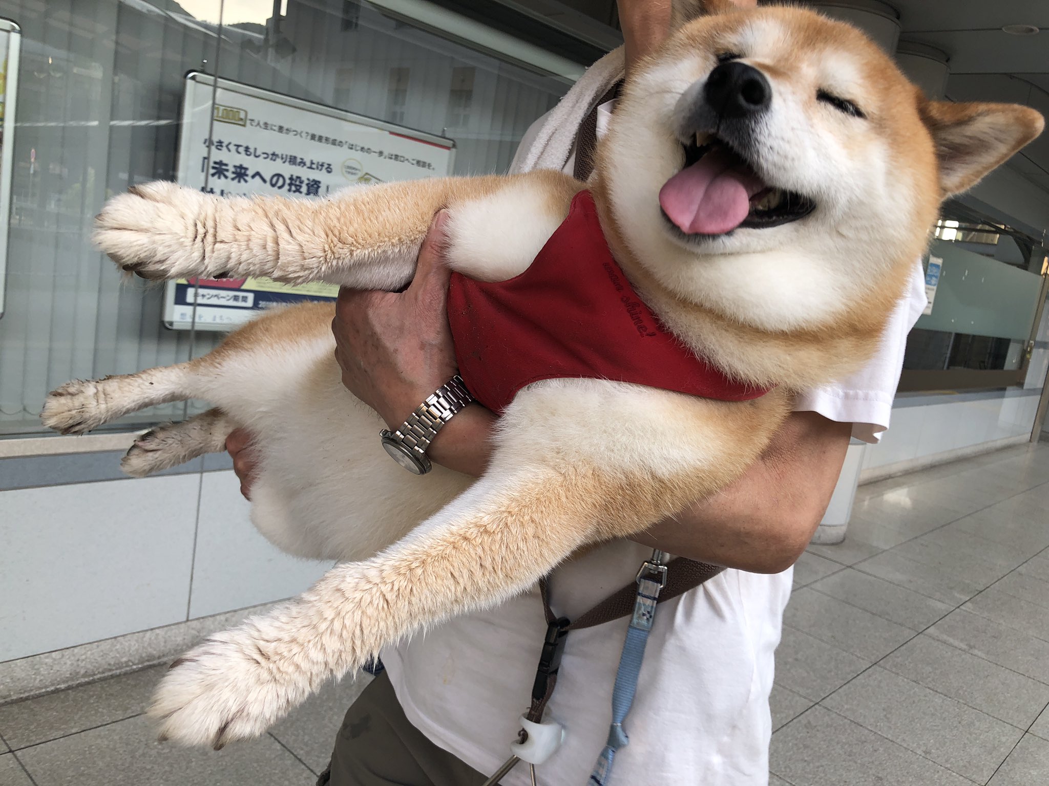 柴犬アンちゃん 犬 抱っこするの ねぇ 抱っこ 抱っこする 飼い主 あぁ 抱っこするよ 犬 本当 大丈夫なの 重たいよ ギックリ腰にならない 飼い主 あぁ 大丈夫だよ 犬 あぁーアンコッコは抱っこされているよー