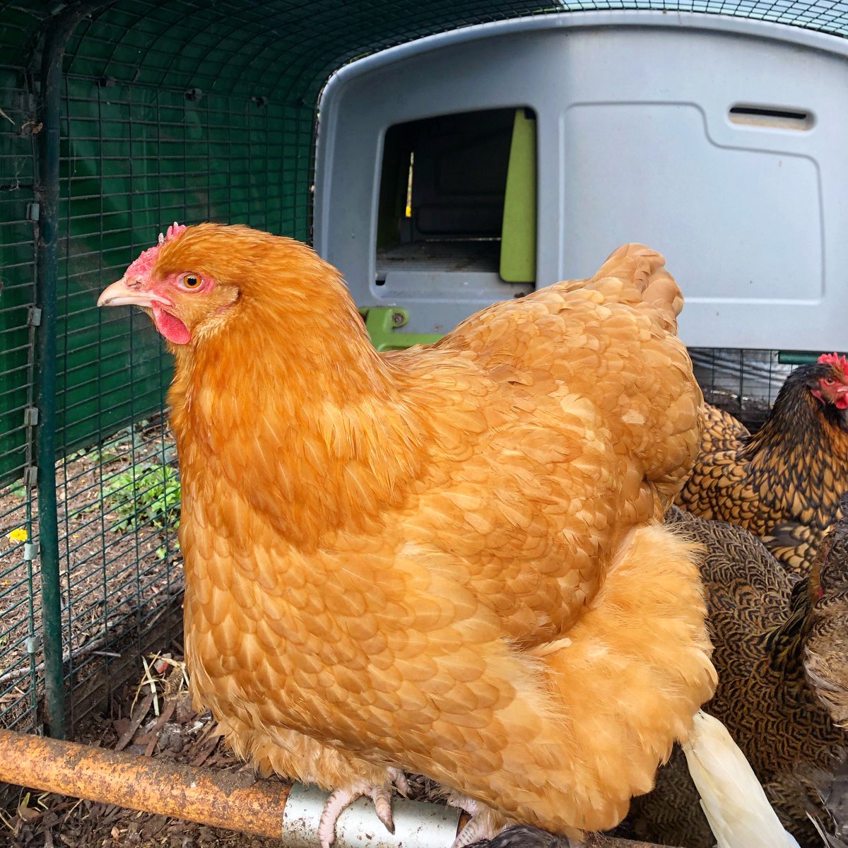 HenCorner's tweet photo. I’m so excited to be joining the @omlet team at @Countryfilelive next week! Will you be there @SeanFletcherTV? If so, do come and #HugAHen 🐓🐓🐓 https://t.co/0nBhWvVx2m