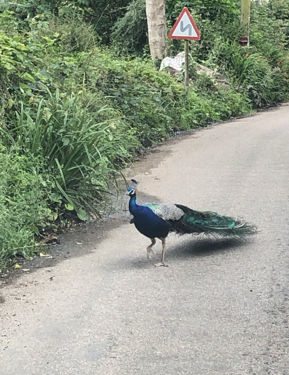 FibrexNurseries's tweet image. Today we met a peacock walking up the road. As you do. #whatevernext