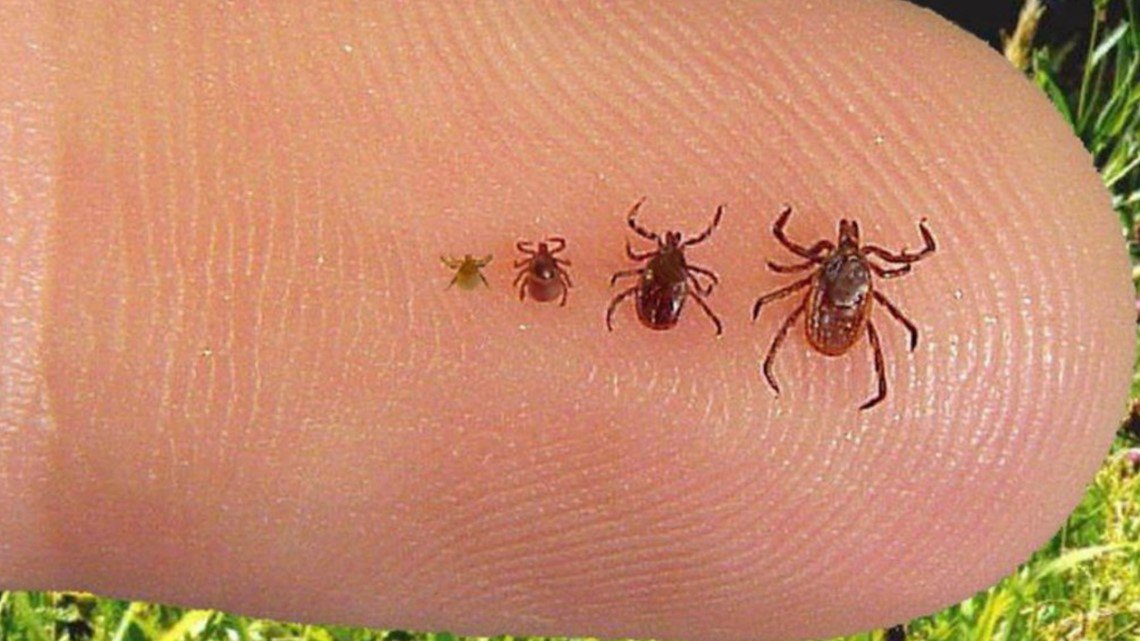 lymeforacure's tweet photo. CDC adds disclaimer allowing doctors to rely on Lyme Disease patients rather than data - https://t.co/mXPtwvo7Wf KTHV https://t.co/rlidPIDmJq https://t.co/5iTT02jEU8