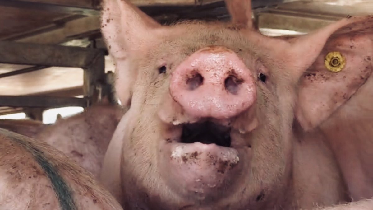 estherouwehand's tweet image. Begin vd week besteedde @JinekLive aandacht aan #hitteplan voor mensen
Hoop dat ze ook aandacht wil schenken aan de dieren
@AnimalRightsNL &amp;amp; @Eyes_on_Animals zijn al dagen op pad om onderzoek te doen
Nodig ze uit, laat ze vertellen over wat ze aantreffen👇🏼
animalrights.nl/diertransporte…