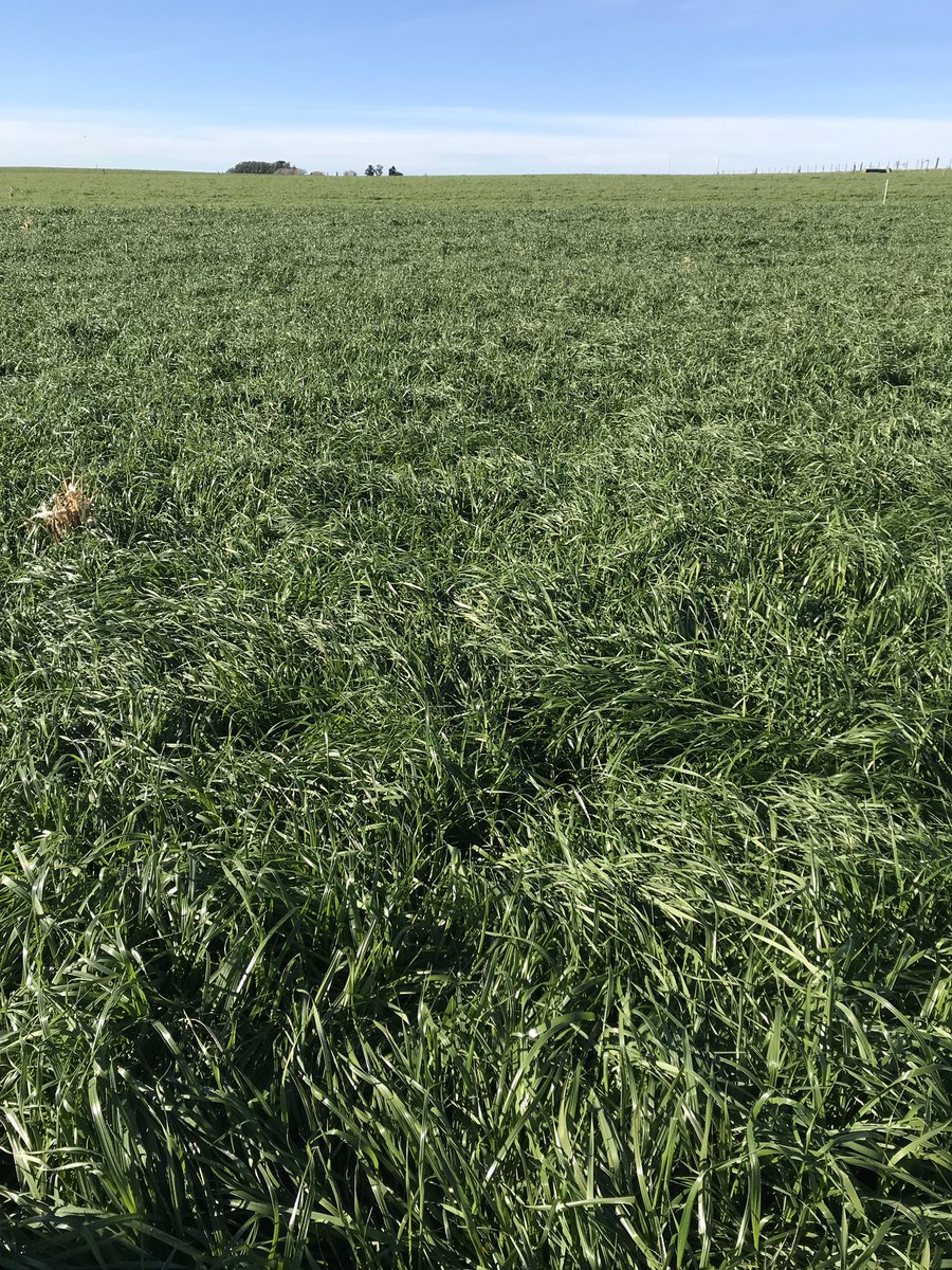 mflorencia91's tweet photo. VIRAZÓN: Primer raigras perenne producto del convenio INIA-GIL. Hoy en etapas de validación. Aquí en el tambo de La Estanzuela, mucho pasto de excelente calidad #raigrasperenne #virazon @PGGWrightson_UY @INIA_UY https://t.co/tou1CliJJr