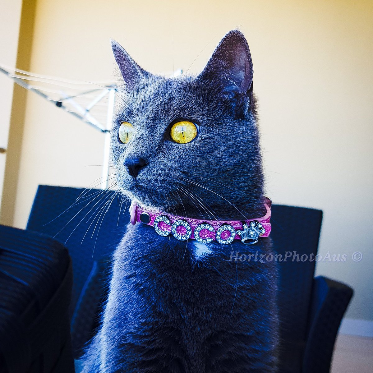 PrincessCocoCat's tweet photo. My names Coco 🐱 new Twitter....please follow me to see my latest cute posts 💕 https://t.co/fWTo6BPjdN