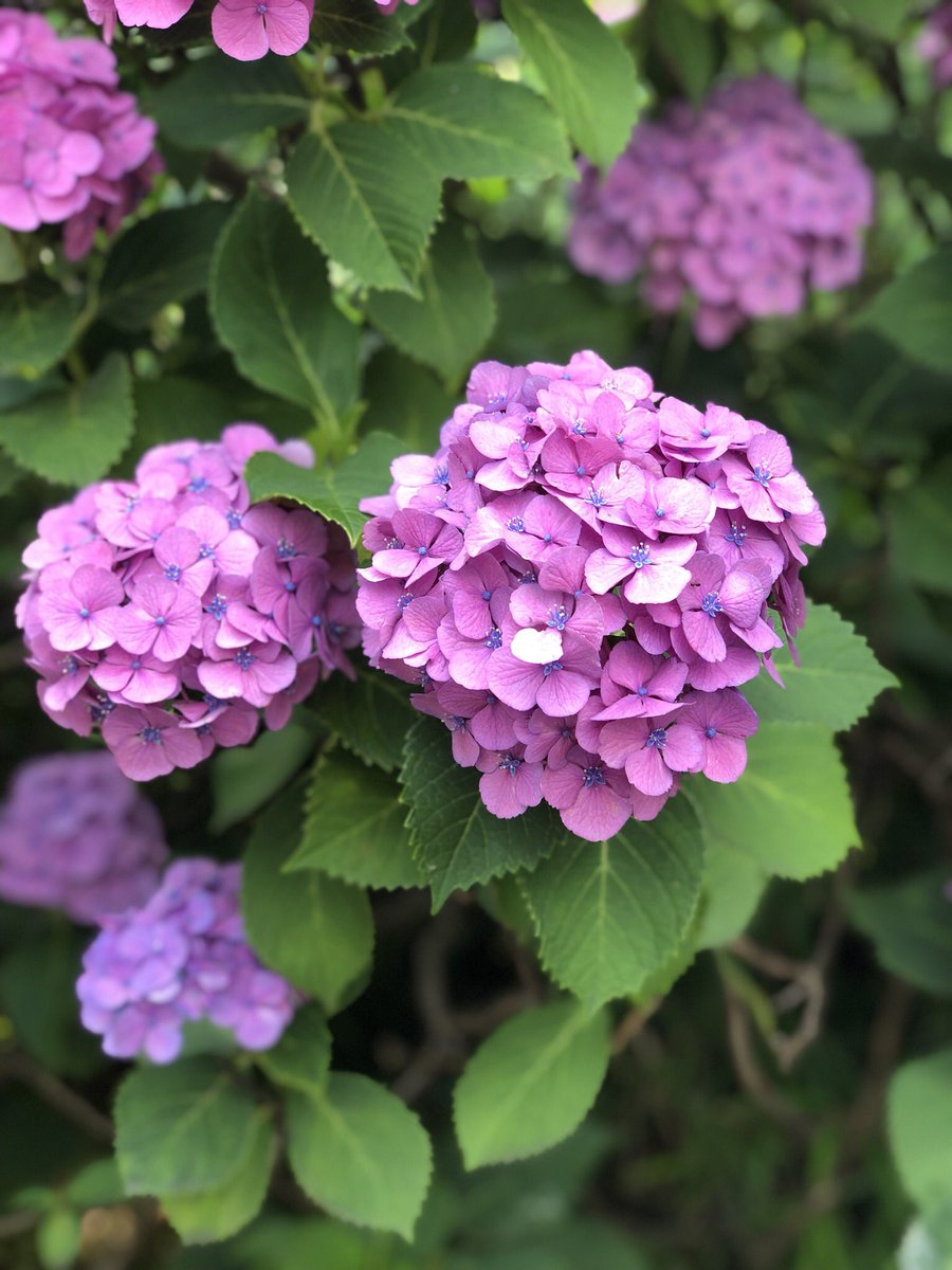 つばきファクトリー on X: 