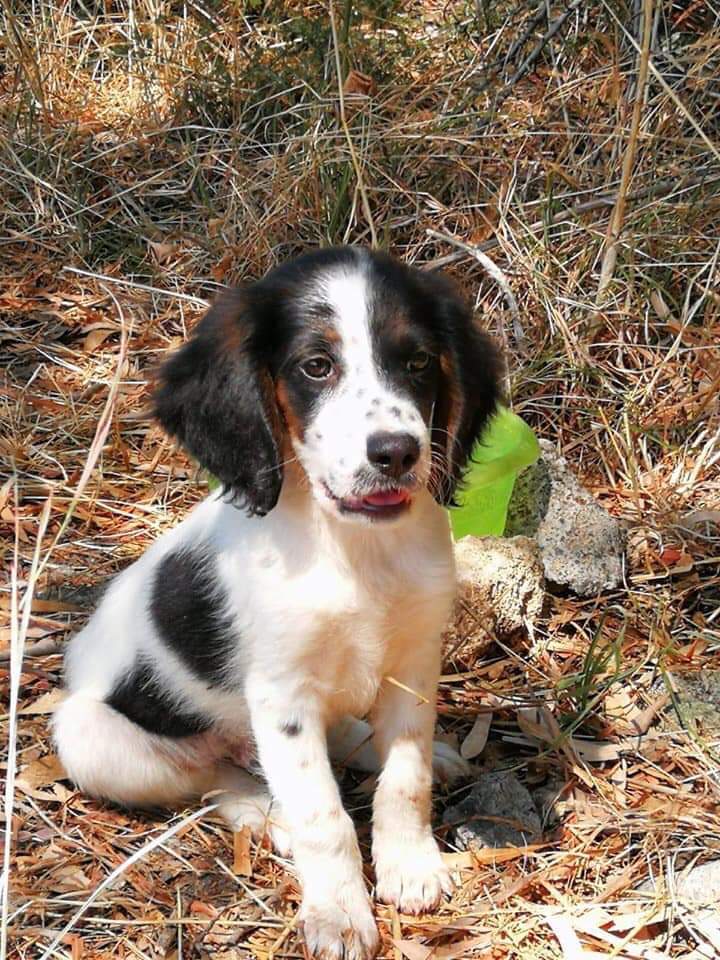 sangesnicola's tweet photo. Questo bellissimo simil Springer Spaniel è stato abbandonato questa notte. Ha circa due mesi e mezzo si trova in provincia di Siracusa, ma lo portiamo in tutto il centro nord dopo controlli preaffido. 
Per adozioni mess. whatsapp 3338762225
FACCIAMO GIRARE. GRAZIE https://t.co/2jHbbzbE7W
