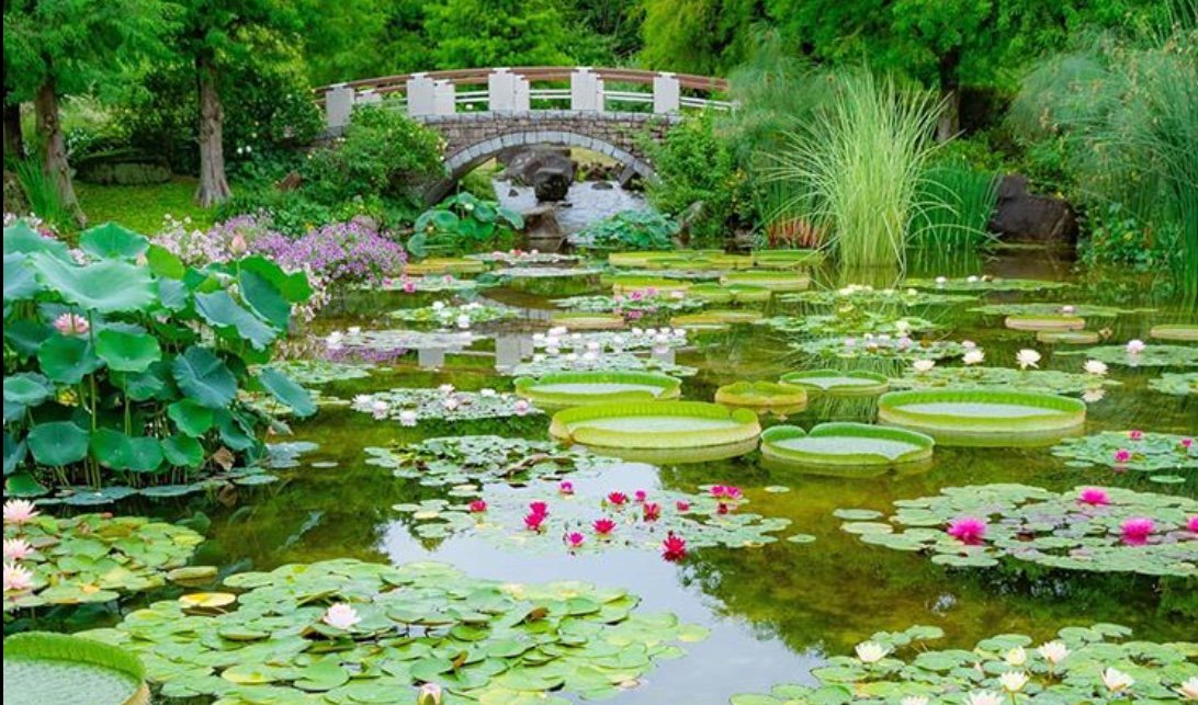 Love is the bridge between you and everything.

Rumi
Pic rinrin7281