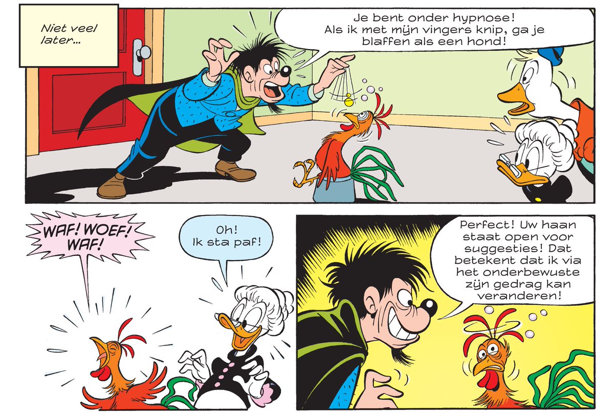 Pot vol bieten! In Donald Duck 31 wordt mijn nieuwe haan Minkukel gehypnotiseerd! Verrassend genoeg verandert hij niet in een kip...