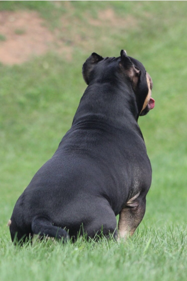BrookeSmetzer's tweet photo. #sneakpeak #americanbully #canine #stud #openforstud #beast #bull #lookingforladies #hitthedm https://t.co/K2d8jET1Ye
