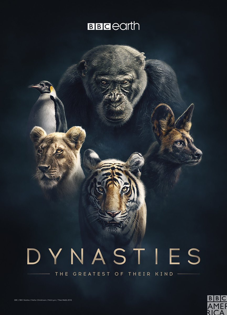 focuspocusfilms's tweet photo. Congrats to Nigel, two films he cut  for the BBC &amp; Netflix are shortlisted for a Grierson Award this year. ‘Dynasties - Chimps’ and ‘Our Planet - Frozen Worlds’. Frozen Worlds is also nominated for an Emmy! 🤞🤞 https://t.co/ZgKqy3RiDY https://t.co/GkNRezM8Fi