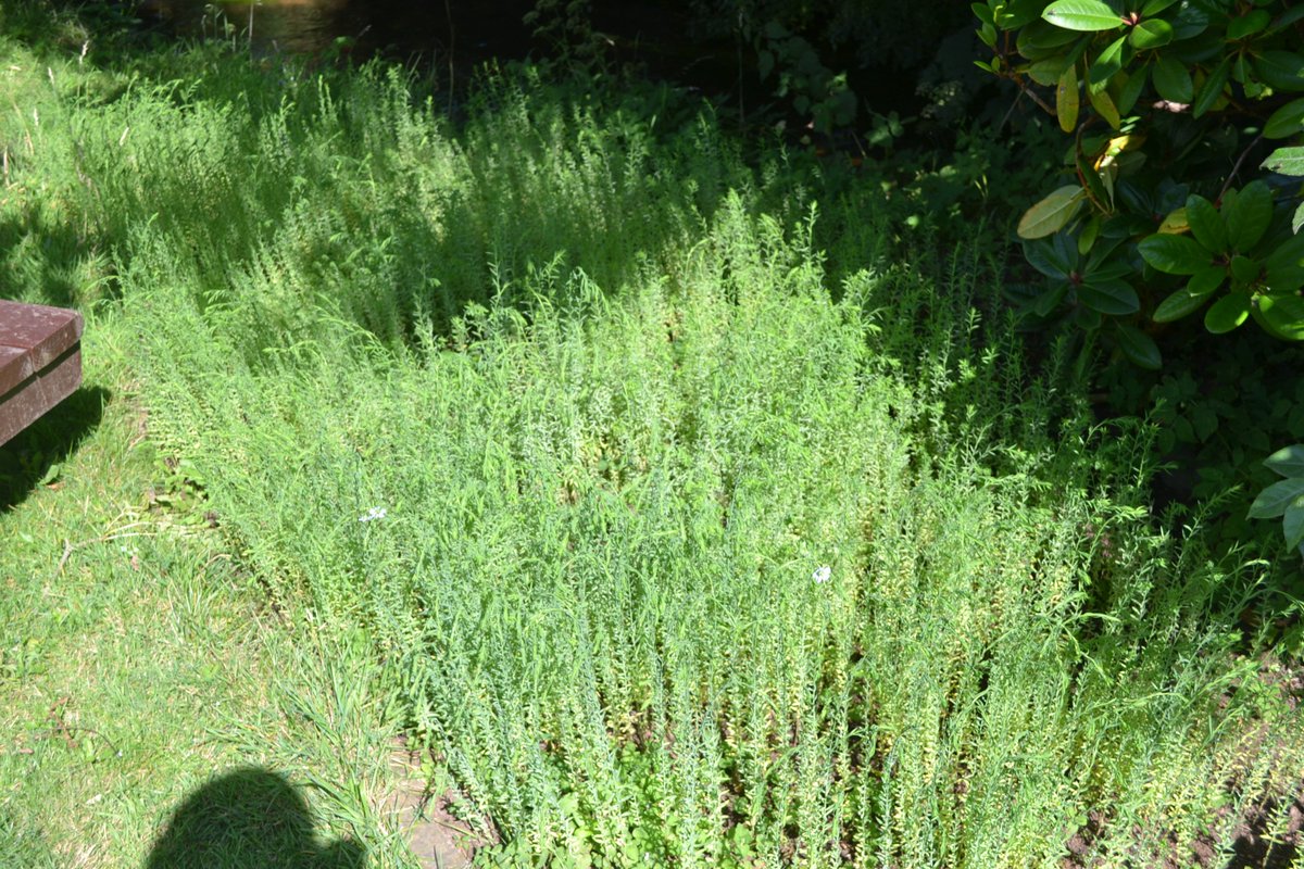 culturatrust's tweet photo. just been looking at our little patches of flax we're growing as part of the @heronmill flax 1220-2020 project and we have our first flowers #flax #tinyblueflowers can't wait for more to emerge https://t.co/1hGhqIBo2O