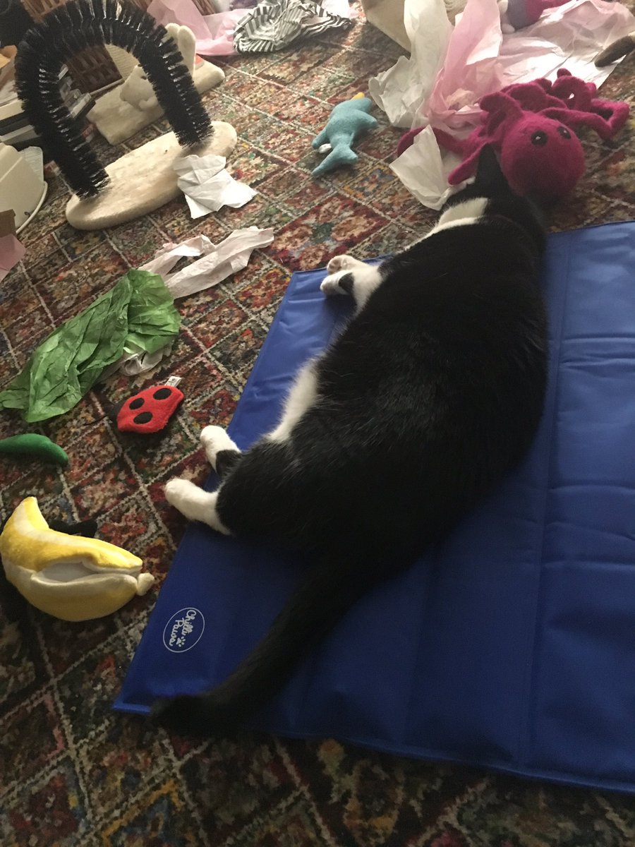 RaspberryMT's tweet image. Just chillin on my cool mat (off Daddy last year) wiz some of my fav toys n tissue paper, in front of ze fan me elped mummy put together 😻😻💗💕💗