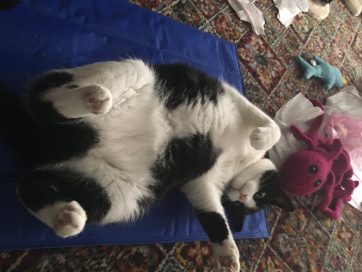 RaspberryMT's tweet image. Just chillin on my cool mat (off Daddy last year) wiz some of my fav toys n tissue paper, in front of ze fan me elped mummy put together 😻😻💗💕💗
