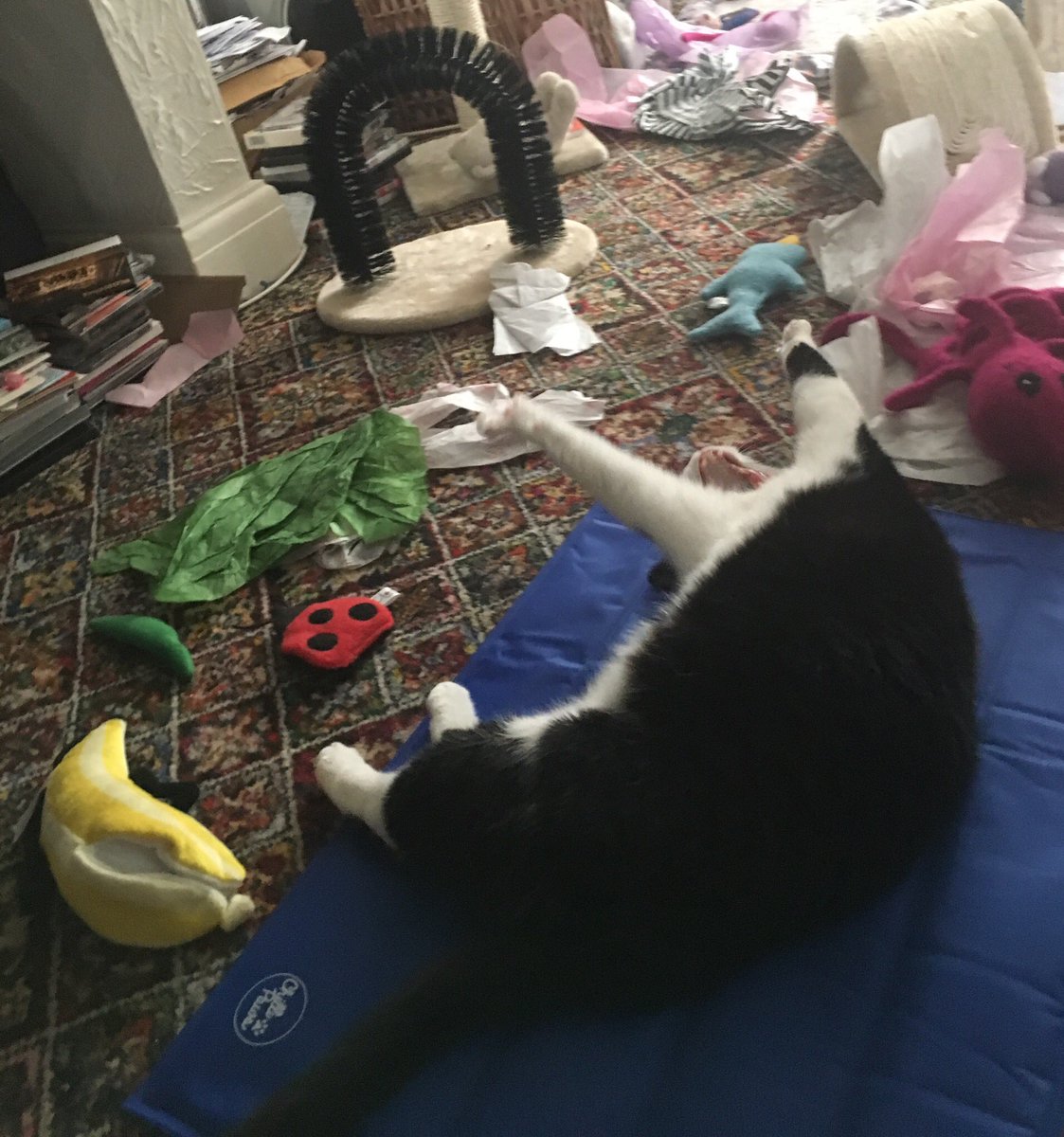 RaspberryMT's tweet image. Just chillin on my cool mat (off Daddy last year) wiz some of my fav toys n tissue paper, in front of ze fan me elped mummy put together 😻😻💗💕💗
