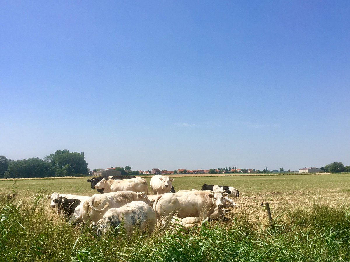 BartVeurne's tweet photo. Het is 37 graden in de schaduw te Veurne. In de volledige weide geen enkele boom of beschutting. Graag verplichting per wet van x aantal bomen 🌳/ ha weide! Dit is ook dierenwelzijn @BenWeyts @MissTie @demorgen @WMF_Bart @de_NVA @groen @GAIABrussels https://t.co/kr8pxYwMOP