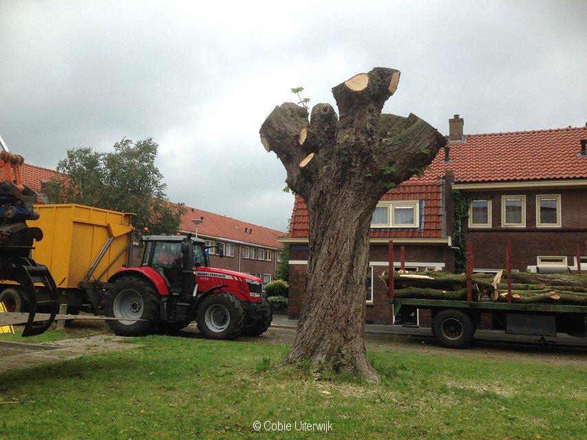 Monumentale #kastanjeboom wordt #buurtbank #Bollebieste #Zwolle #Kastanjebloedingsziekte #bomenkap #Openbaargroen @wspoost <a href="/Gemeente_Zwolle/">Gemeente Zwolle</a> <a href="/traverswelzijn/">traverswelzijn</a> #Kastanjestraat #Dieze-West diezerpoorter.nl/2019/07/24/mon…