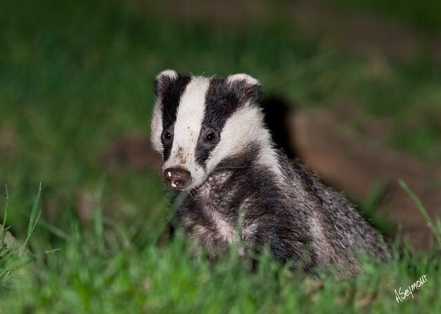 PastorAlexLove's tweet photo. @WatchDog1812 Jesus answers lots of prayers.
Only this week I saw this badger outside my hut waiting to kill me.
I locked myself in for 3 days, turned off all lights and remained silent and prayed for Jesus to remove tha badger.
When I open door, badger was gone....
#ShoutJesus https://t.co/Vk0gl8izRu