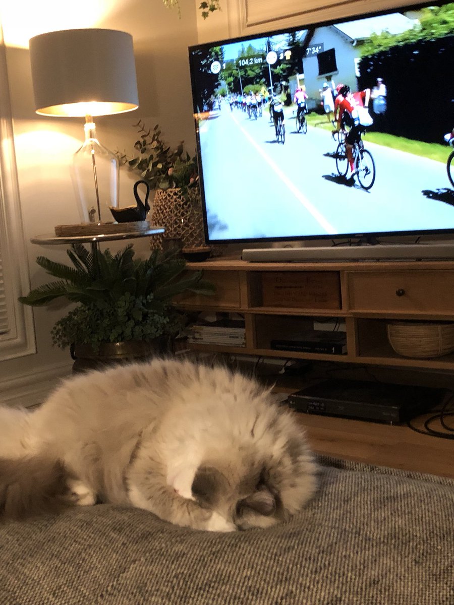 Puss not interested in George’s fall ... assumed the tuck position immediately afterwards #tourcat #couchpeloton