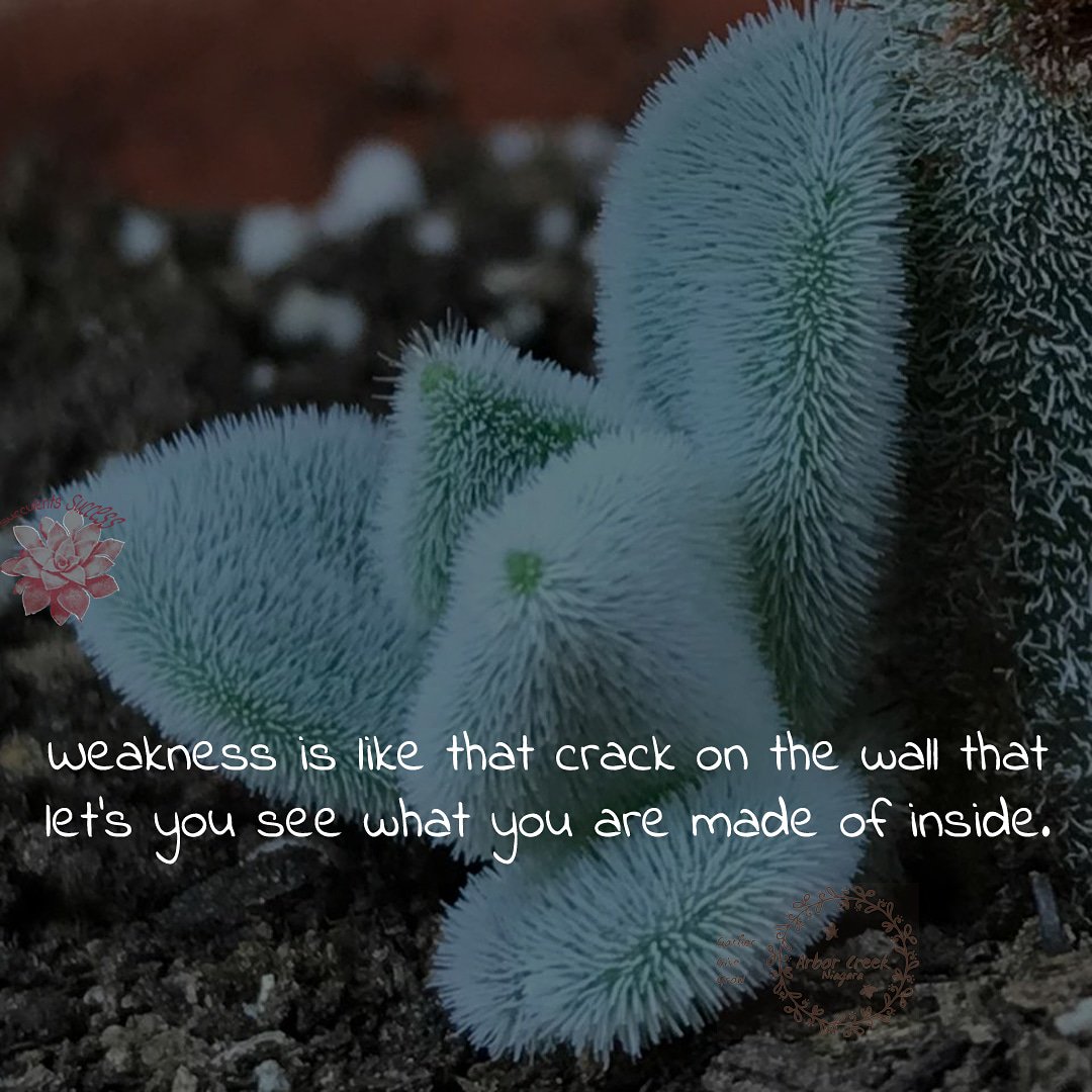 #Weakness is #like #that #crack on the #wall that #let's #you #see #what you #are #madeof #inside. #succulents #success #quotes @ArborCreekNiag - Like for more success - Follow us for more success quotes @SucculentsSucc1