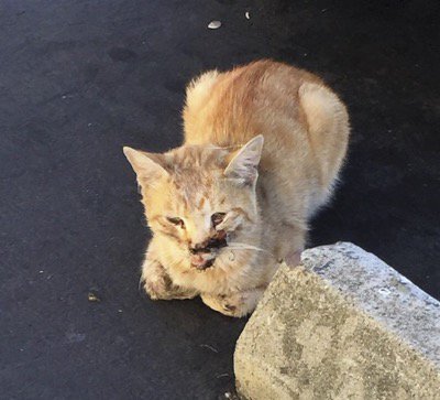 Animation_Press's tweet image. Friendly Stray Cat Gets Run Over By Car – $6,000 Later… Meet Mister Pickle, a friendly stray cat who was struck by a car. CLICK to view &amp;gt; bit.ly/2jTs1ME?utm_ca…