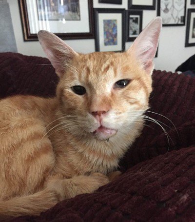 Animation_Press's tweet image. Friendly Stray Cat Gets Run Over By Car – $6,000 Later… Meet Mister Pickle, a friendly stray cat who was struck by a car. CLICK to view &amp;gt; bit.ly/2jTs1ME?utm_ca…