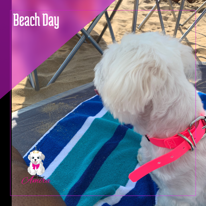AmiraDog's tweet photo. #beach #amira https://t.co/6wjuShhQIv