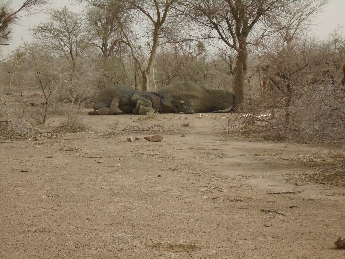 New photos of the #Mali #desert #elephants sleeping soundly! #Elephants mostly sleep while standing, but also lie down to sleep every few days. Elephants are the shortest sleeping mammal.