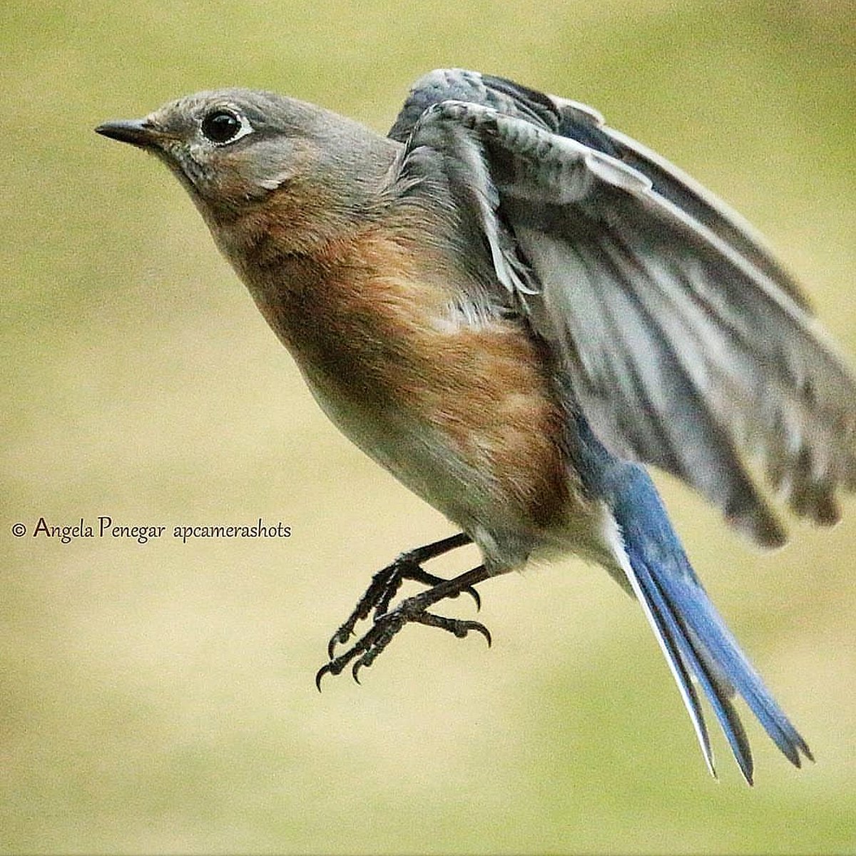 Hope all my #birdnerds are having a great #Thursdaymorning here's a #NC #bluebird beauty. One of my  #fav of the #featheredwingedfriends #nature #naturelovers #NaturePhotography  #Tweetups #birdsoftwitter #birdlove nice weather here #inthecarolinas