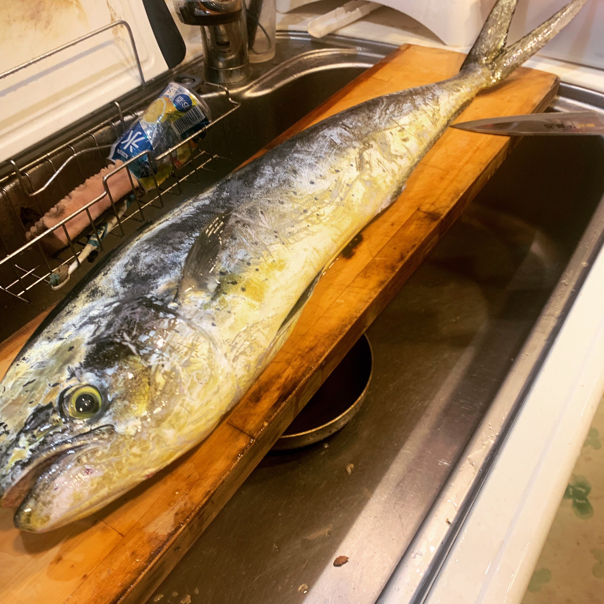 佐藤 直樹 シイラは弱い魚です だから写真用の1匹はお持ち帰りをしようと決めています あとは写真撮らずリリース でも新鮮な シイラはとっても美味しいので リリースできずに死んでしまいそうならお持ち帰りをして欲しい 大瀬崎もシイラの死体が置いて