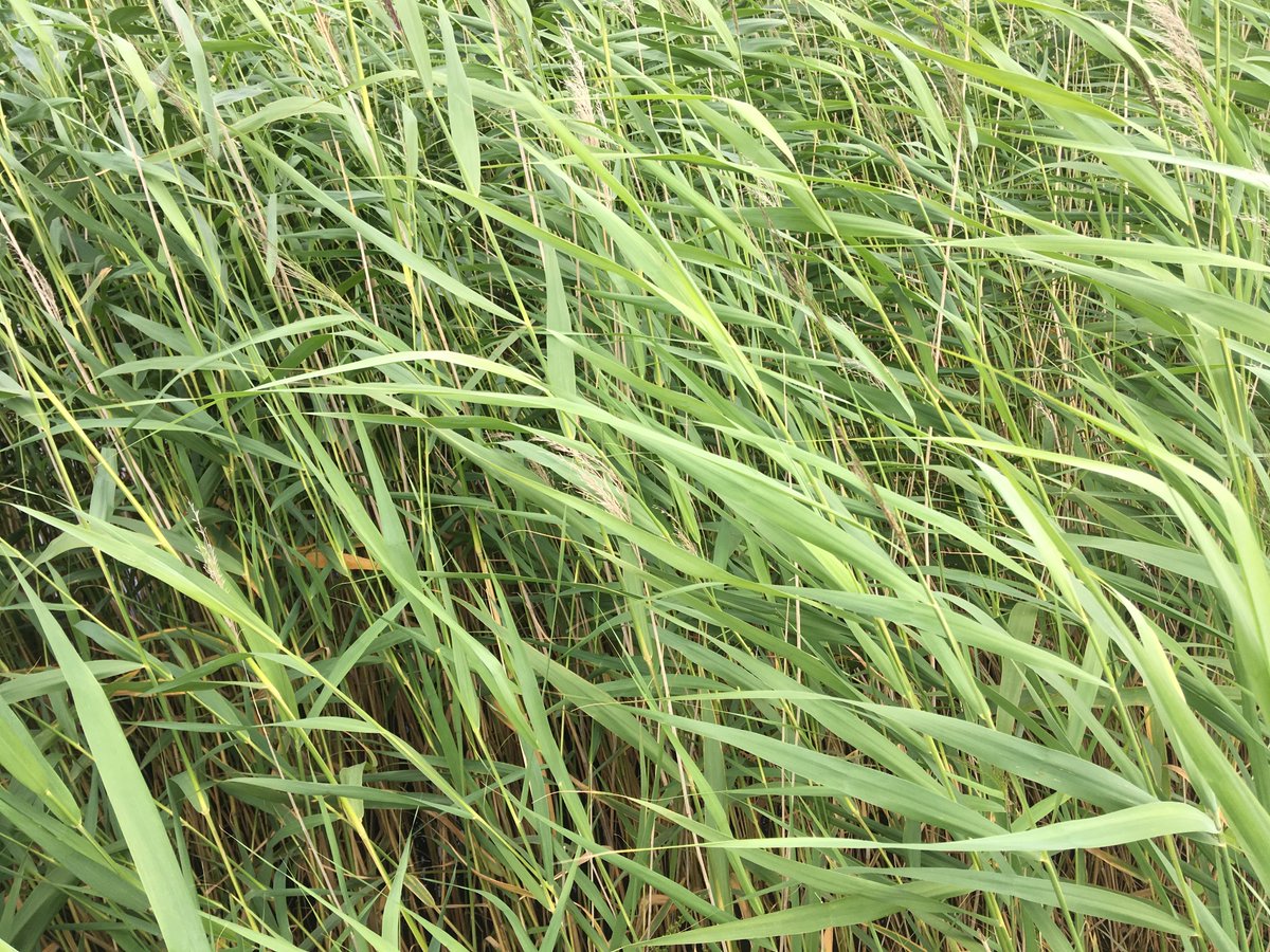 Today's #HaikuChallenge

In the swaying reeds
evening breeze, a gentle sound
#listen to your thoughts

#haiku #senryu #micropoetry #ThursdayThoughts #nature #modernhaiku #writing #3lines #threelines #poem #writingcommunity #sound #thoughts #365dayswild #poetrycommunity #mindful