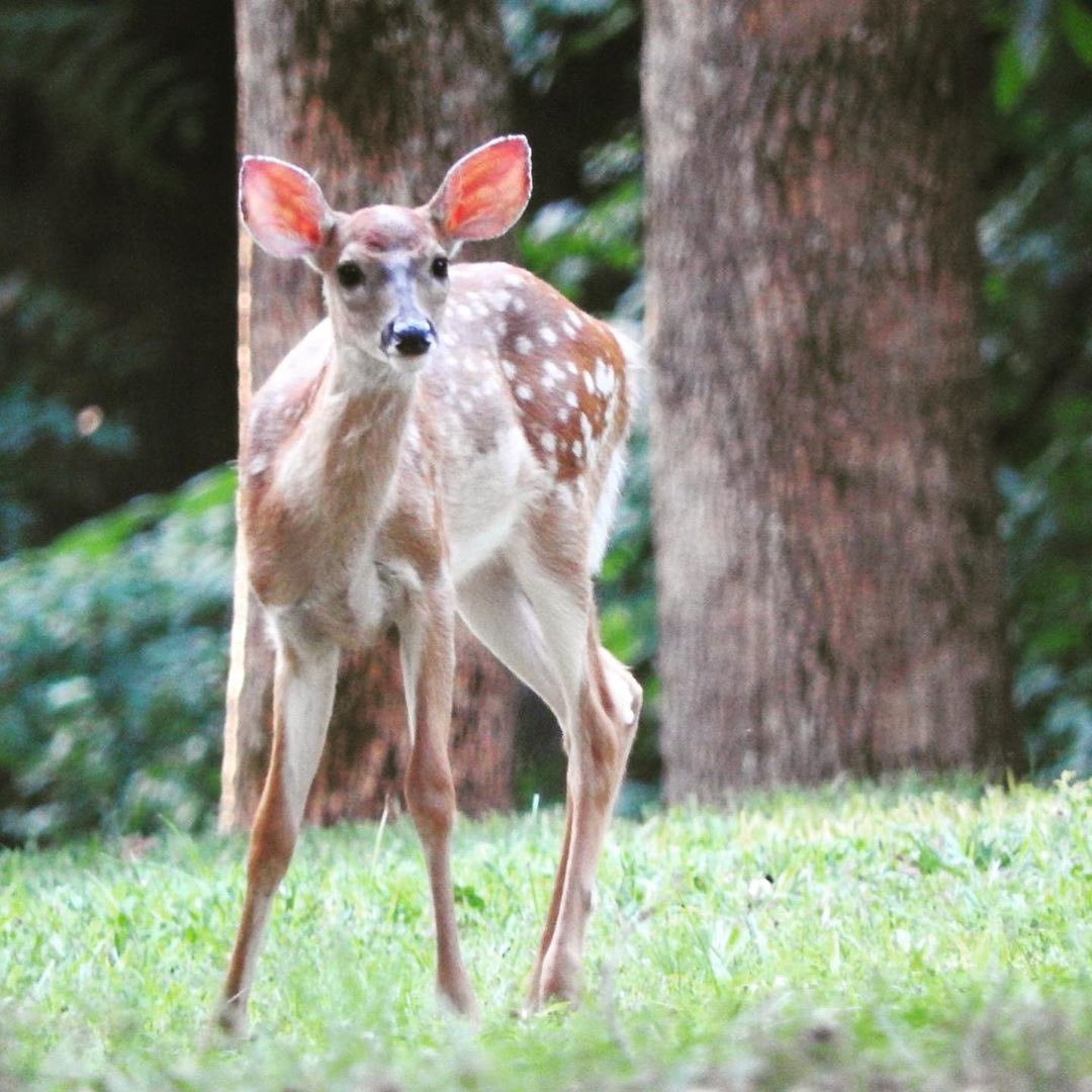 Our animals hit their marks sometimes. 

Sokyfilm.com
📸@ jdtravels of Insta
#kentuckysbiggestbacklot #sokyfilm