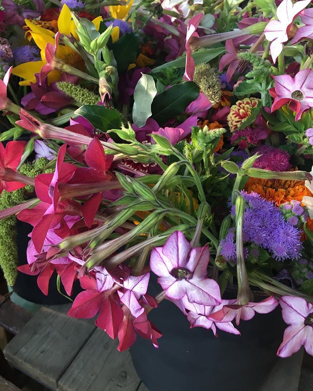 bloomery's tweet photo. The nicotiana are stars of the show this week!
#bloomerygrown #summerflowers #locallygrown https://t.co/tEuatjKskF https://t.co/4rfmjsNthZ