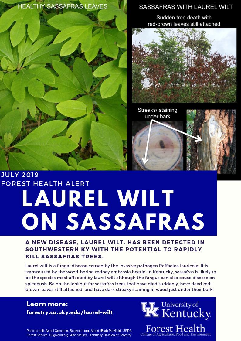 evcrocker's tweet image. #LaurelWilt detected in southwest KY. This disease can rapidly kill sassafras trees. Look for sudden death with red-brown leaves still attached and dark streaks under the bark. If you notice something suspicious, let your county agent know extension.ca.uky.edu/county #foresthealth