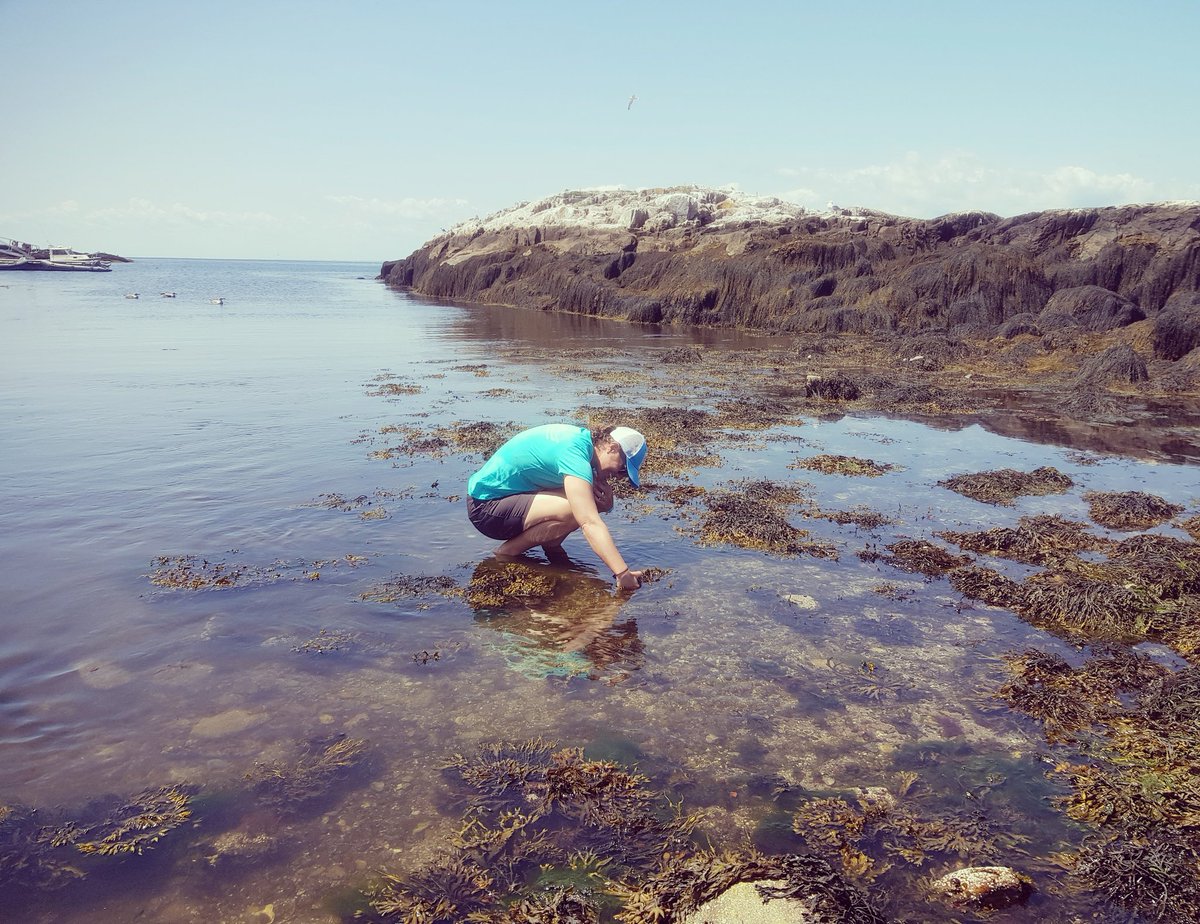 #rockyintertidal team building <a href="/ShoalsMarineLab/">Shoals Marine Lab</a> #NMEA19