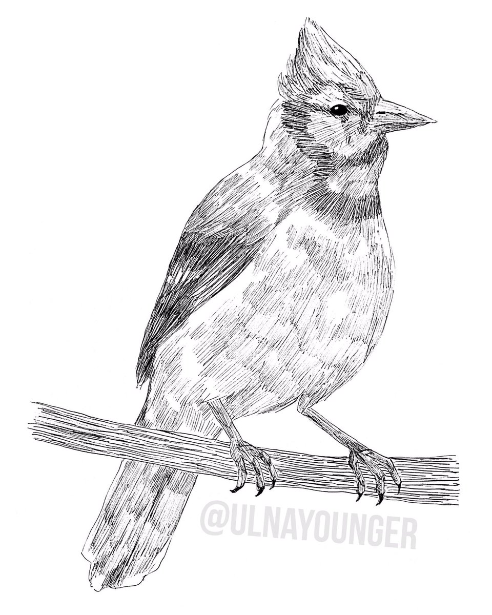 ulnayounger's tweet photo. Day 24: Bluejay #BirdsOfJuly #BirdsOfJuly2019 https://t.co/bWtHunYpCH