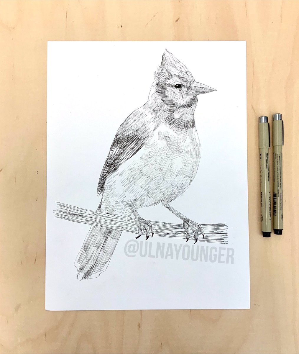 ulnayounger's tweet photo. Day 24: Bluejay #BirdsOfJuly #BirdsOfJuly2019 https://t.co/bWtHunYpCH