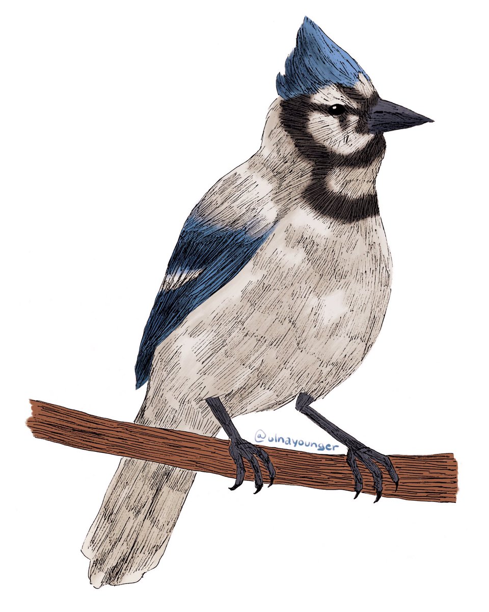 ulnayounger's tweet photo. Day 24: Bluejay #BirdsOfJuly #BirdsOfJuly2019 https://t.co/bWtHunYpCH