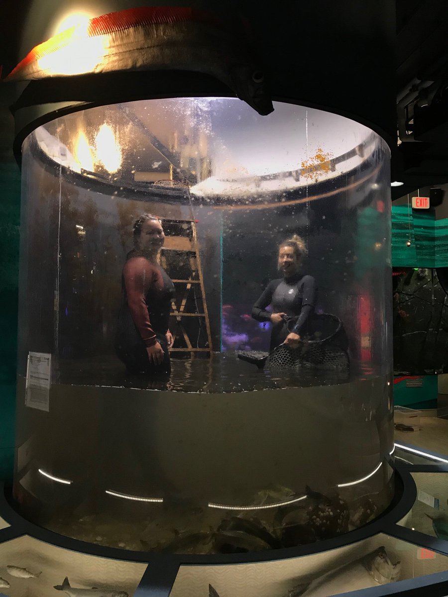 The Chinook salmon release process begins by draining part of the habitat. Preparing the habitat for the new Chinook smolts is an essential part of the process. Two of our awesome aquarists, Amanda & Christina, are “diving” right in. 
#beaches #ilovesidney #sidneybc #conservation