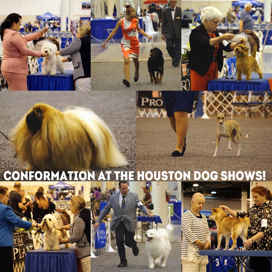 Pictures from Conformation shows at the #HoustonWorldSeriesofDogShows2019! All of the beautiful dogs did great at the #HoustonDogShows! 
Share with us your photos from the Dog Shows! #ComeSitStay🐾
