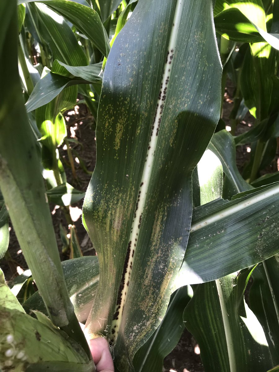 DanEmmert's tweet photo. #Physoderma brown spot infecting the node of this brand X plant N of Haysville, IN.  Ive seen a ton of foliar symptoms this year but this is the first stalk. https://t.co/D6Ls8mT7nL @DTelenko @PioneerSeeds  @corndisease https://t.co/hkAvWtlzIK