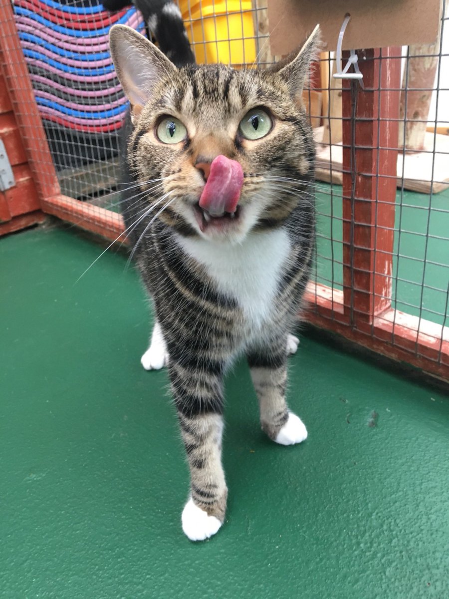 Rainton Gate Cattery tweet media