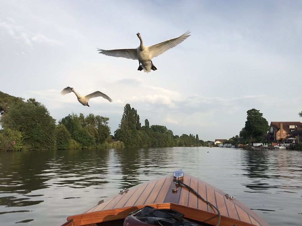selevine1's tweet photo. #flyingswans #nature #EarthCapture perfect evening for being on the #RiverThames https://t.co/BME9vIEbYR
