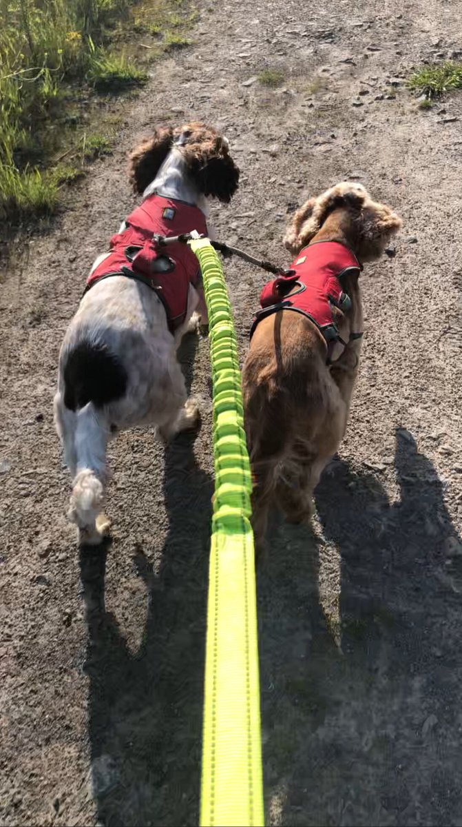 Batman_996's tweet image. @RuffwearUK my Darwin (on the left) lent his best mate Mabel his spare webmaster harness so they could take me out for a run this morning #happyspringer #happycocker #tiredhuman