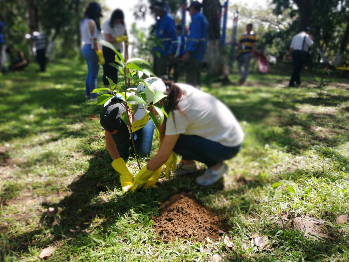 #UrbanSolutions como parte de su programa de Responsabilidad Social, donó a esta municipalidad 300 árboles de Marañón Japonés y 30 Almendros Africanos, 🌳 los cuales están siendo plantados por estudiantes y colaboradores de la Alcaldía en el parque Lomas de Versalles, D. IV. 🌳🍃