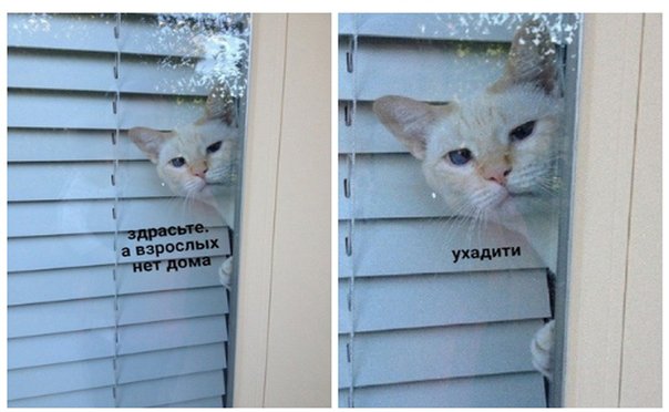 Ha_haski's tweet photo. Когда тебе за 20 и кто-то звонит в дверь https://t.co/leXdZNxVbw
